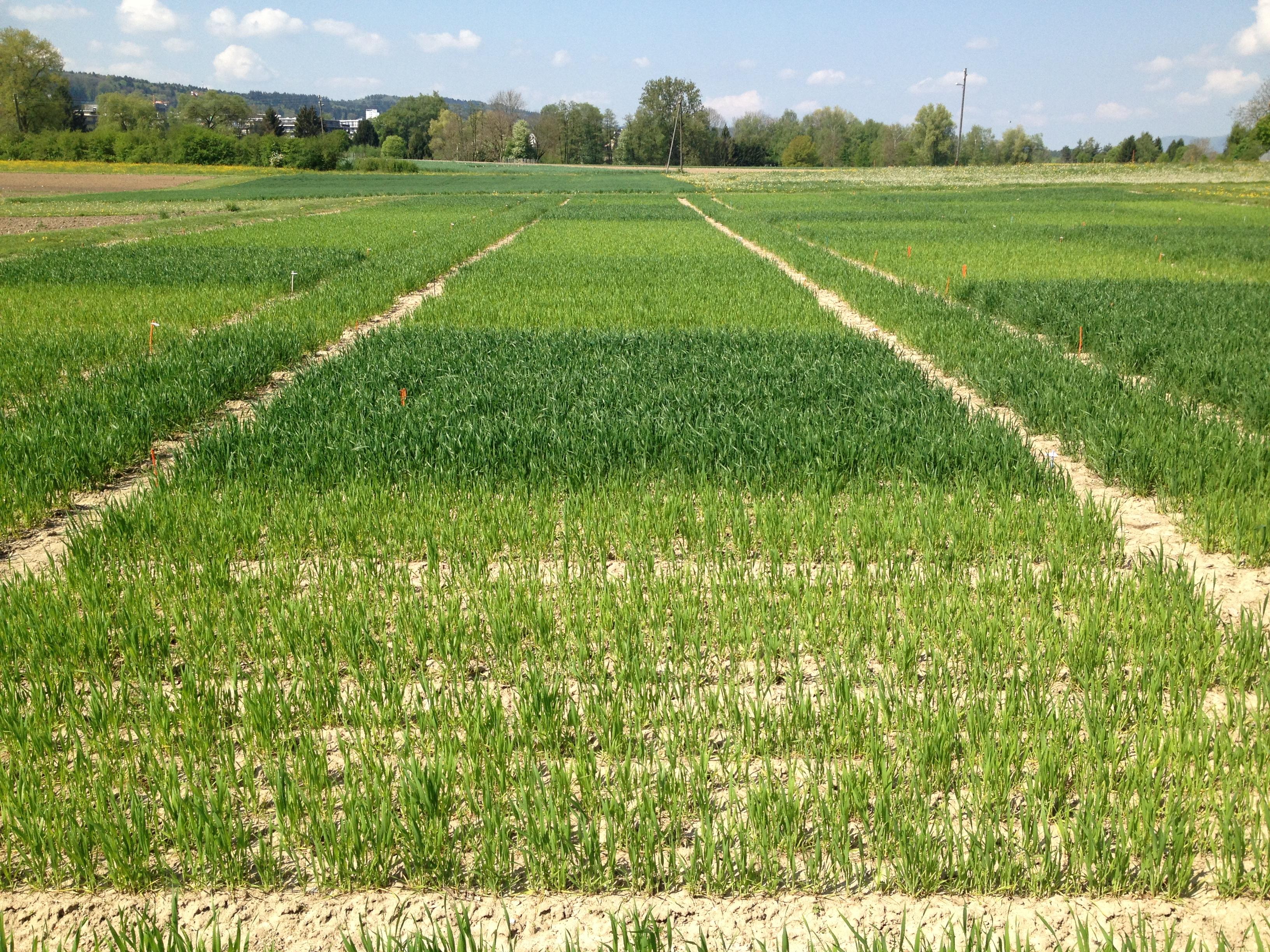 Young winter wheat at ZOFE long-term field trial in Reckenholz, with varying growth depending on agricultural practices