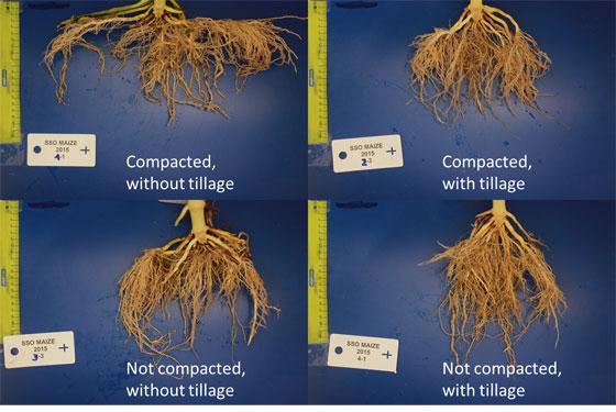 Effect of soil compaction and tillage on root system architecture of mature maize.