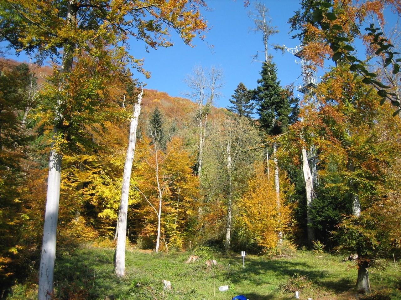 Le site du “Lägern“ est un observatoire de long terme qui collecte d’importants ensembles de données.