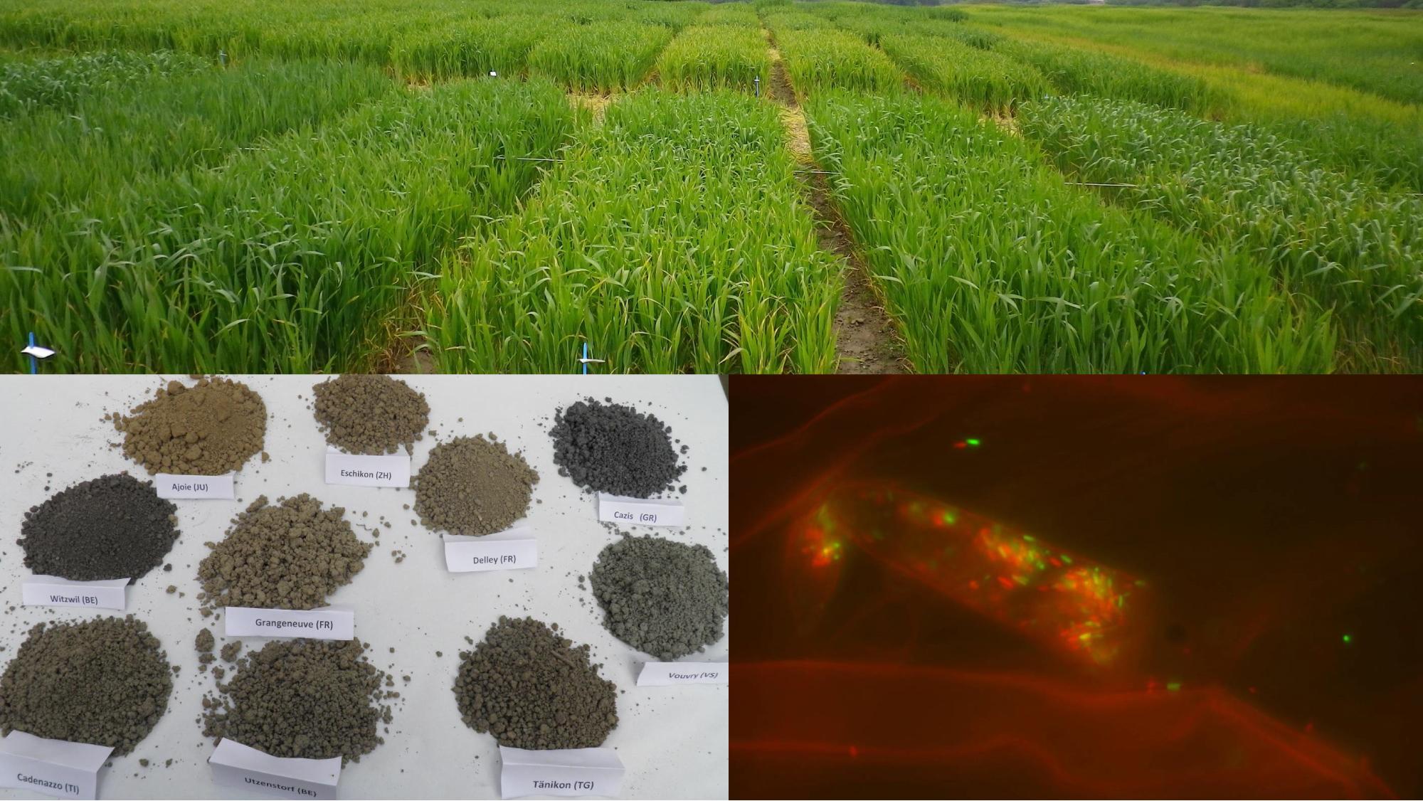 Oben: Weizenversuchsfeld in Grangeneuve. Unten links: Erdproben der untersuchten Felder. Unten rechts: Weizenwurzeln besiedelt d