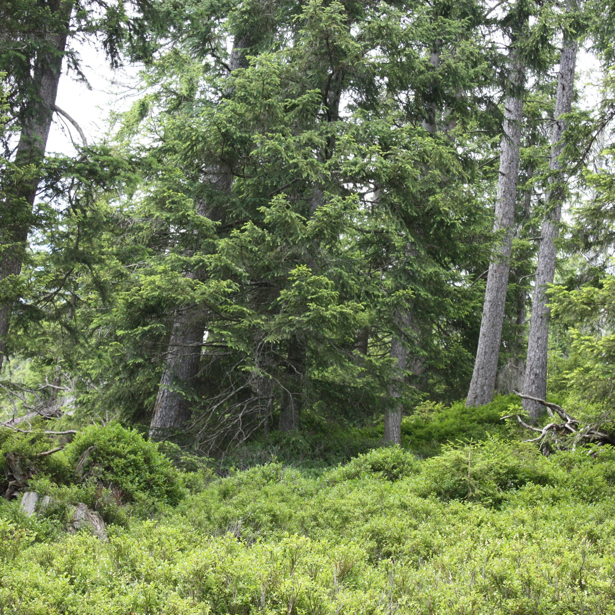 Voralpenstandort Beatenberg
