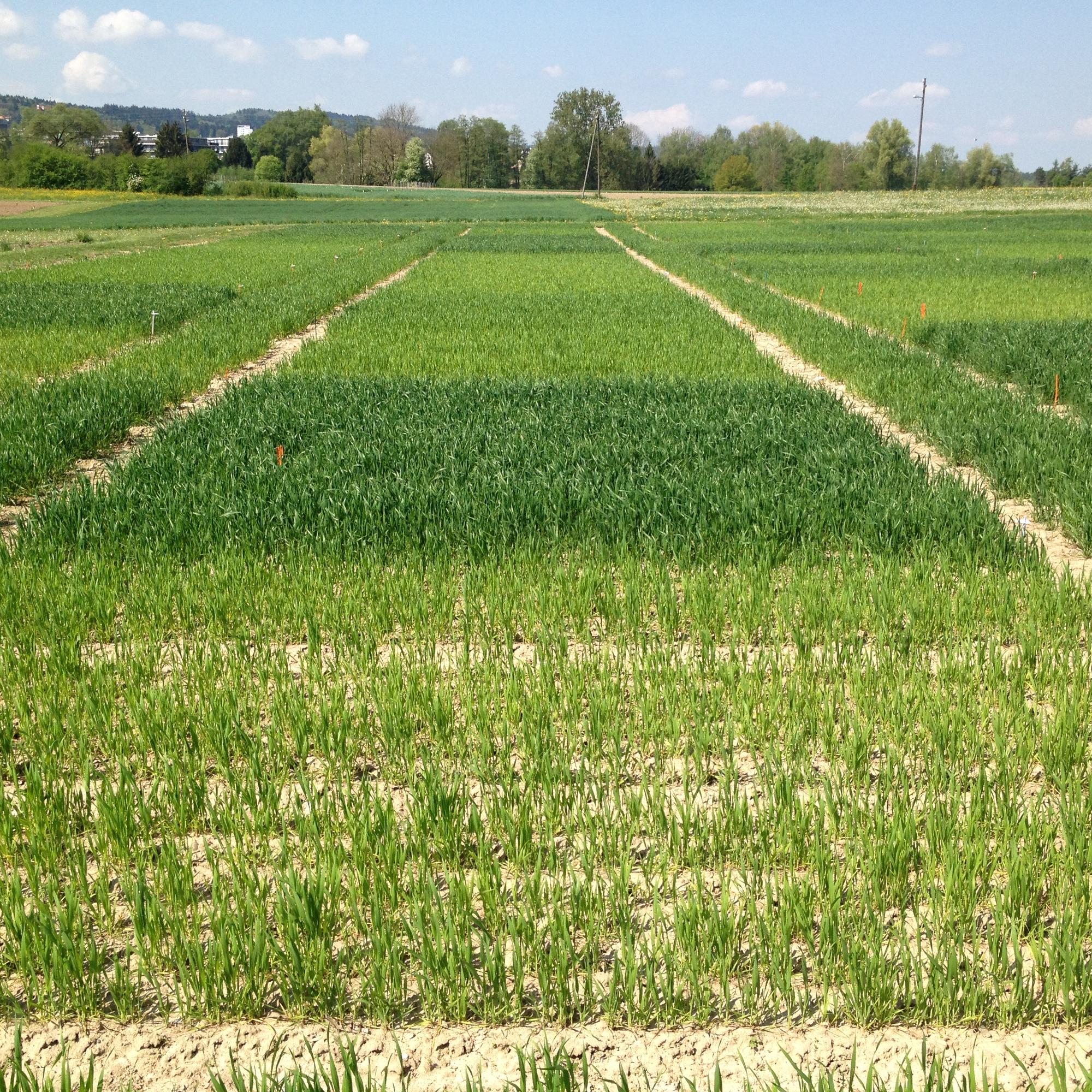 Young winter wheat at ZOFE long-term field trial in Reckenholz, with varying growth depending on agricultural practices